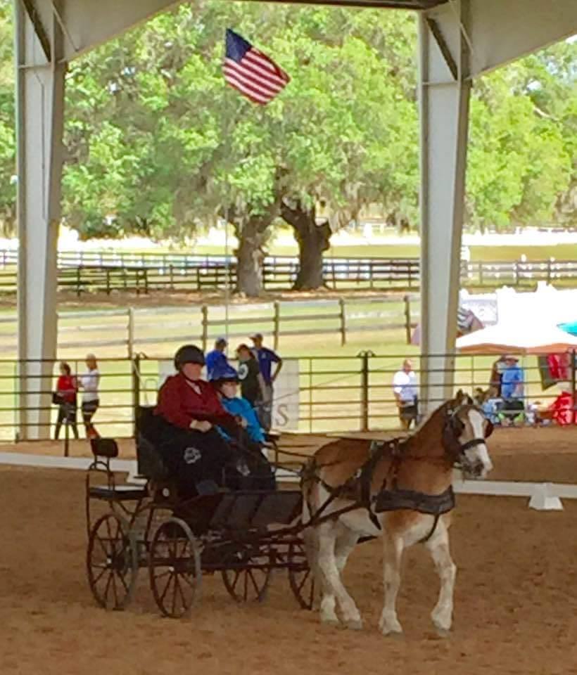 Inspire Equine Therapy Program - equestrian in Clearwater, FL