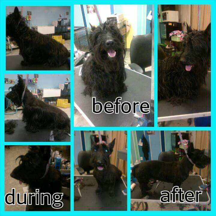 SOAPY PAWS GROOMING Updated August 2024 112 Newbold St, Lincolnton