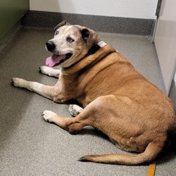 Deer Creek Animal Hospital