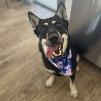 Diamond Paw Grooming - Lily girl - Pet Groomers Near Me - Fontana, California