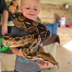 Austin Reptile Shows