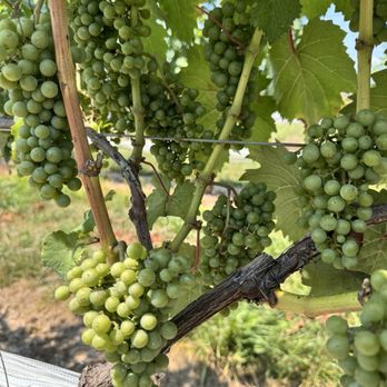 Linganore Winecellars - Venues & Event Spaces Near Me - Mount Airy, Maryland
