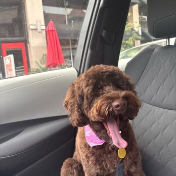 Wolfgang's Pet Stop - Happy Girl! - Pet Groomers Near Me - St Louis, Missouri