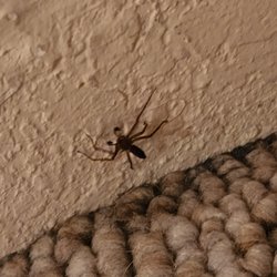 Epix Environmental - A spiderling