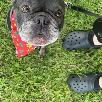 Doggie Do's - Pet Groomers Near Me - Palm Bay, Florida