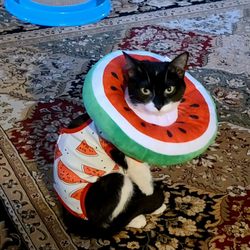 Lafond Veterinary Hospital - My kitten after being spade