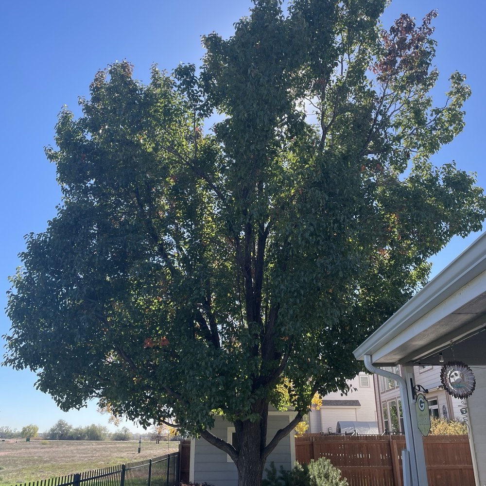 Mikes Tree Service - Before - Tree Services Near Me Mikes Tree Service - Before - Tree Services Near Me