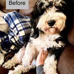 Omar's Grooming - Night before cut