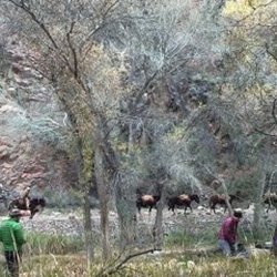 Bright Angel Campground - Mule Train on N. Kaibab Trail, from west side of Bright Angel Creek in the campground.