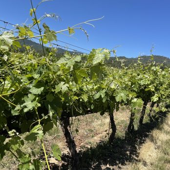 Cliff Creek Cellars - Vines everywhere - Wine Tasting Room Near Me - Gold Hill, Oregon Cliff Creek Cellars - Vines everywhere - Wine Tasting Room Near Me - Gold Hill, Oregon