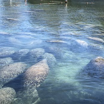 Three Sisters Springs - Tours Near Me - Crystal River, Florida Three Sisters Springs - Tours Near Me - Crystal River, Florida