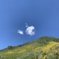 Crested Butte Wildflower Festival - "Plant Defenses and Survival Strategies", led by Jennifer Ackerfield