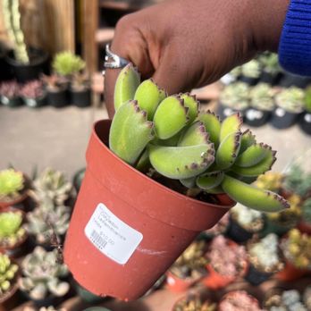 Succulence - Team Building Activities Near Me