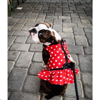 Dog Walking Dunnets - Donut, Another beautiful Client! - Dog Walkers Near Me Dog Walking Dunnets - Donut, Another beautiful Client! - Dog Walkers Near Me