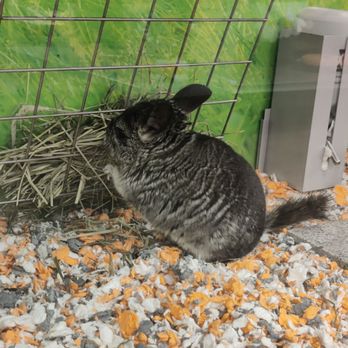 PetSmart - Chinchilla - Pet Groomers Near Me - Monrovia, California PetSmart - Chinchilla - Pet Groomers Near Me - Monrovia, California