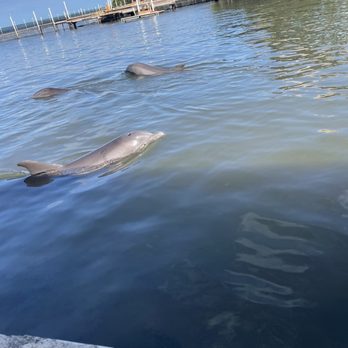 Dolphin Research Center - Tours Near Me - Marathon, Florida Dolphin Research Center - Tours Near Me - Marathon, Florida