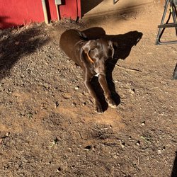 Buck