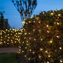 Neptune Lighting & Designs - Bush lights