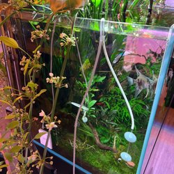 Pisces Aquaria