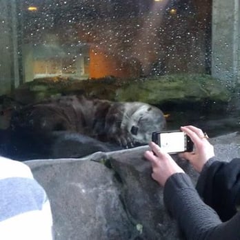Seattle Aquarium - Aquariums Near Me - Seattle, Washington Seattle Aquarium - Aquariums Near Me - Seattle, Washington