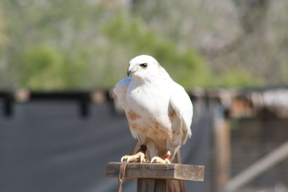 Tucson Wildlife Center