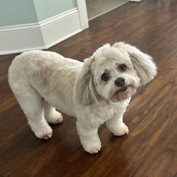 Puddles and Bubbles Grooming - After. So cute!! - Pet Groomers Near Me - Supply , North Carolina Puddles and Bubbles Grooming - After. So cute!! - Pet Groomers Near Me - Supply , North Carolina