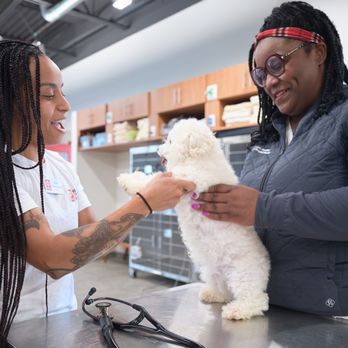 VEG ER for Pets - VEG vet examines customer's dog - Emergency Pet Hospital Near Me - Cos Cob, Connecticut VEG ER for Pets - VEG vet examines customer's dog - Emergency Pet Hospital Near Me - Cos Cob, Connecticut