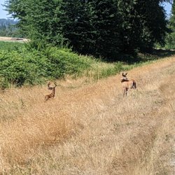 Pitt Meadows Regional Greenway