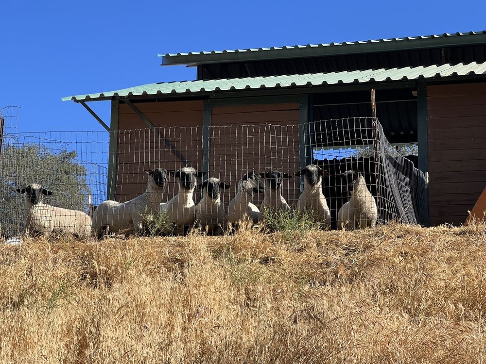 Stallion springs ca weather