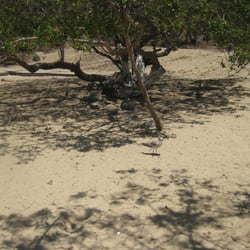 Playa La Entrega - Pájaros