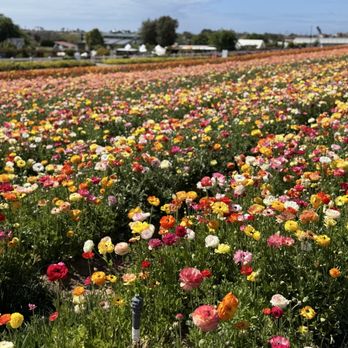 The Flower Fields - Venues & Event Spaces Near Me - Carlsbad, California