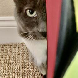 Bow Wow's & Whiskers Pet Care - Isabelle hiding from me