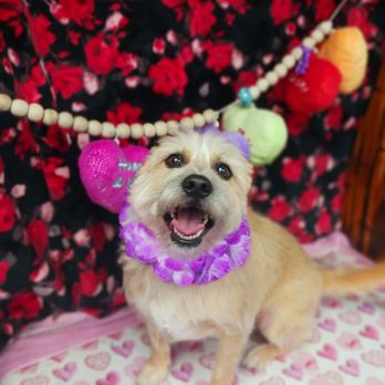 Live Love Pet - Pet Groomers Near Me - Honolulu, Hawaii Live Love Pet - Pet Groomers Near Me - Honolulu, Hawaii