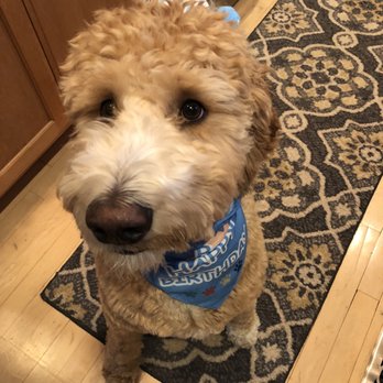 Happy Dog Barkery - Pet Stores Near Me - Downers Grove, Illinois Happy Dog Barkery - Pet Stores Near Me - Downers Grove, Illinois
