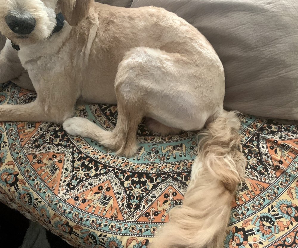 PUPPY LOVE PET GROOMING Updated September 2024 45 Photos & 35