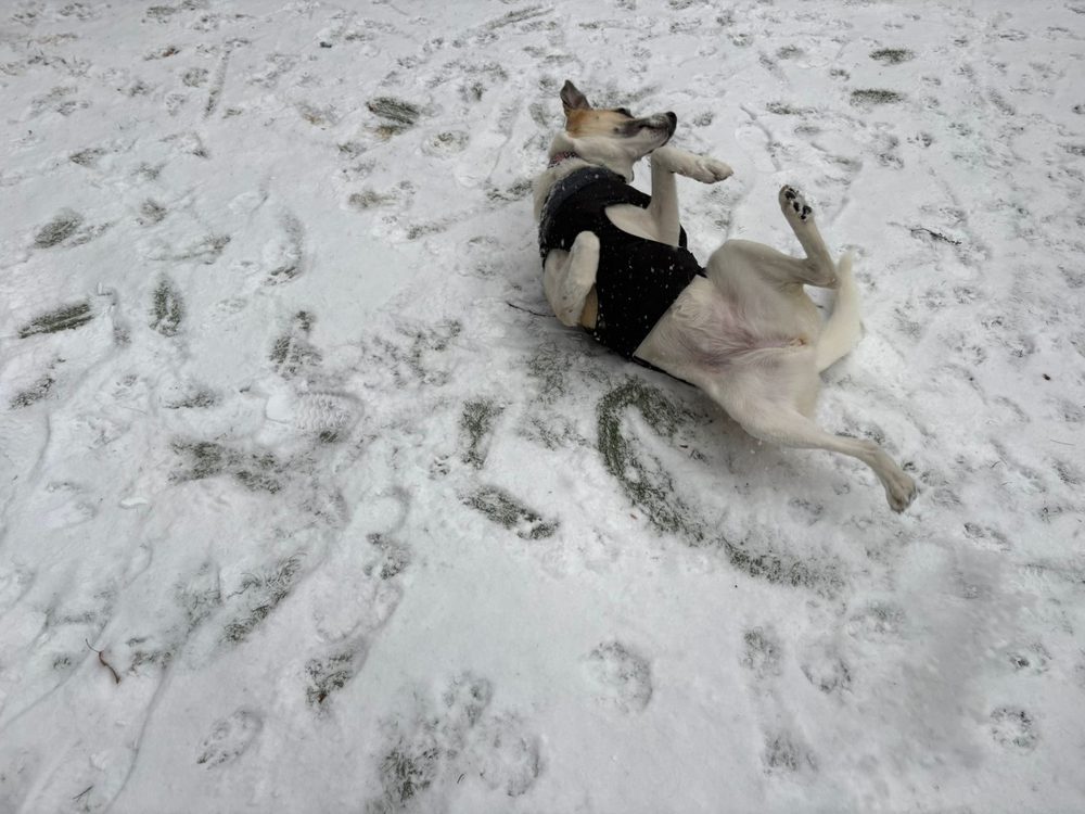 The Doggy Port - pet boarding facility in Sterling, MA