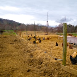 Warren Wilson College - The chickens