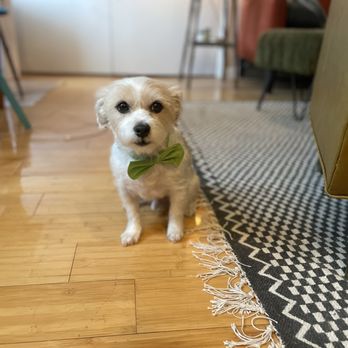 Bushwick Bark - They gave this guy a great cut. - Pet Stores Near Me - Brooklyn, New York Bushwick Bark - They gave this guy a great cut. - Pet Stores Near Me - Brooklyn, New York