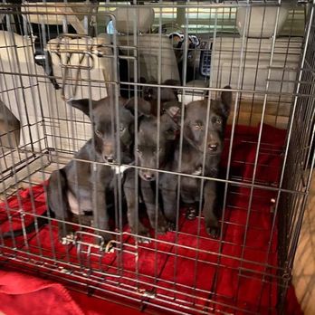 PetSmart - Pet Stores Near Me - Lubbock, Texas