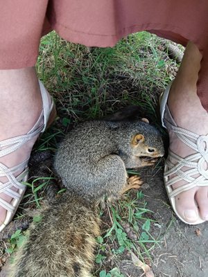 HUMANE SOCIETY OF HURON VALLEY - Updated January 2026 - 30 Photos & 111