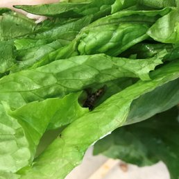 bug in my food