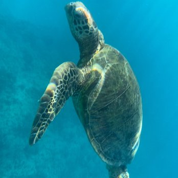 Island Splash Tours - Boat Tours Near Me - Honolulu, Hawaii Island Splash Tours - Boat Tours Near Me - Honolulu, Hawaii