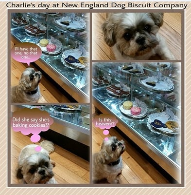 New England Dog Biscuit Company by null