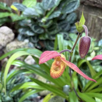 United States Botanic Garden - Botanical Gardens Near Me - Washington, DC, District of Columbia United States Botanic Garden - Botanical Gardens Near Me - Washington, DC, District of Columbia