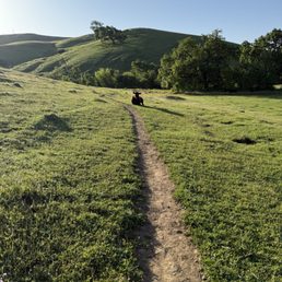 Cows Cows