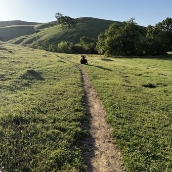 Lagoon Valley Park - Cows - Parks Near Me - Vacaville, California Lagoon Valley Park - Cows - Parks Near Me - Vacaville, California