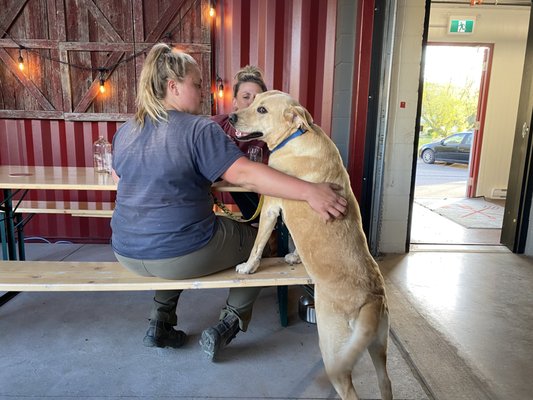 Paris Beer Company by null