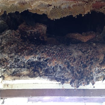 Abello Bees - A recent valley hive job, photo taken by Derek Abello, all natural organic beekeeper, owner of Abello Bees (www.abellobees.com) - Pest Control Near Me - Scottsdale, Arizona Abello Bees - A recent valley hive job, photo taken by Derek Abello, all natural organic beekeeper, owner of Abello Bees (www.abellobees.com) - Pest Control Near Me - Scottsdale, Arizona