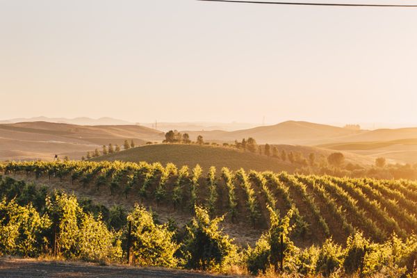 Cline Family Cellars by null