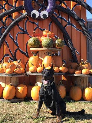 BIRINGER’S BLACK CROW PUMPKINS AND CORN MAZE - Updated August 2024 - 20